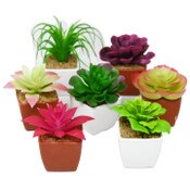 Wholesale - Asst Mini Succulent in Pot Plastic C/P 24, UPC: 763713235038